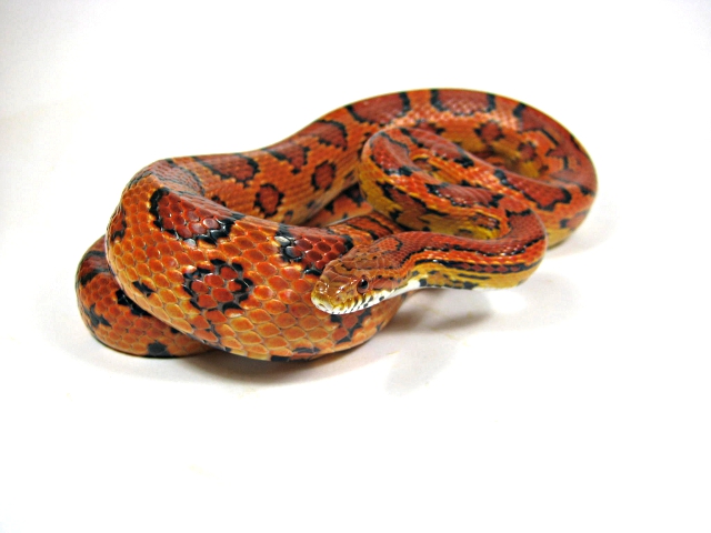 Www.snakeguy.de - Captive Bred Corn Snakes, Ball Pythons, Boas